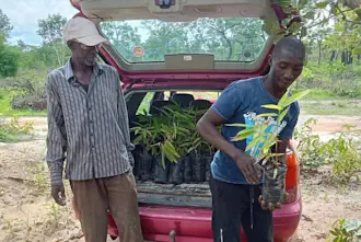 The bamboo seedlings are first raised and planted on our own farm, then distributed to local communities for planting and long-term stewardship.